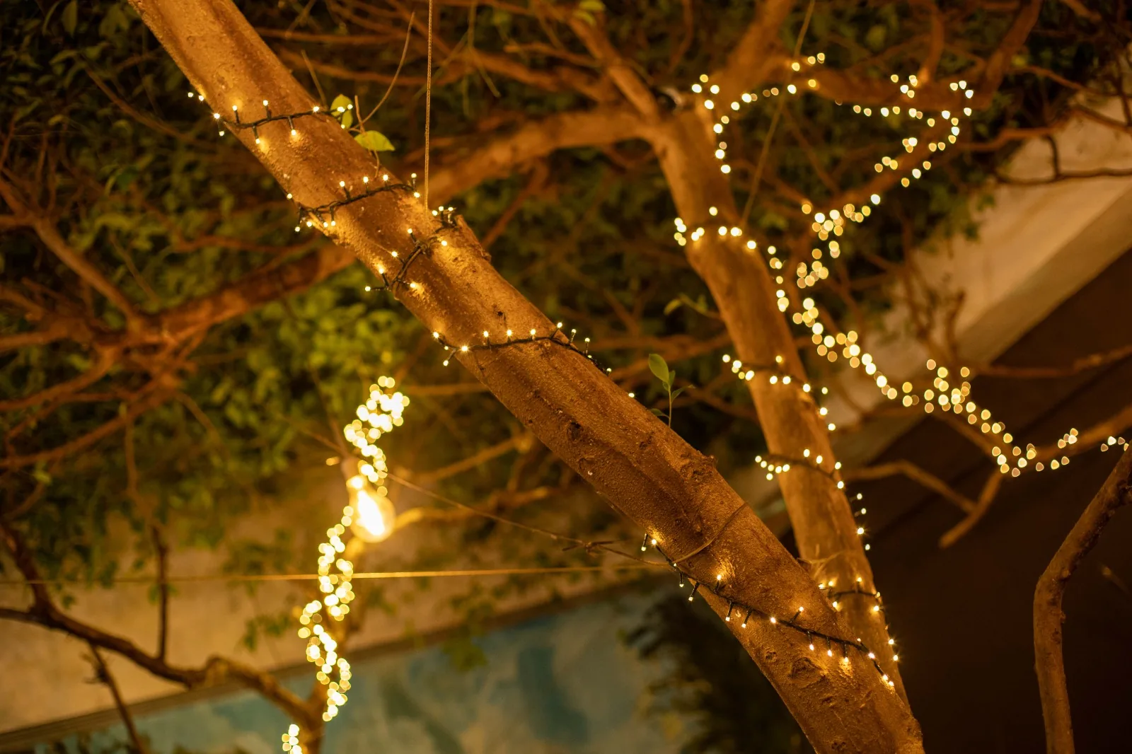 Guirlandes lumineuses dans les branches des ficus le soir
