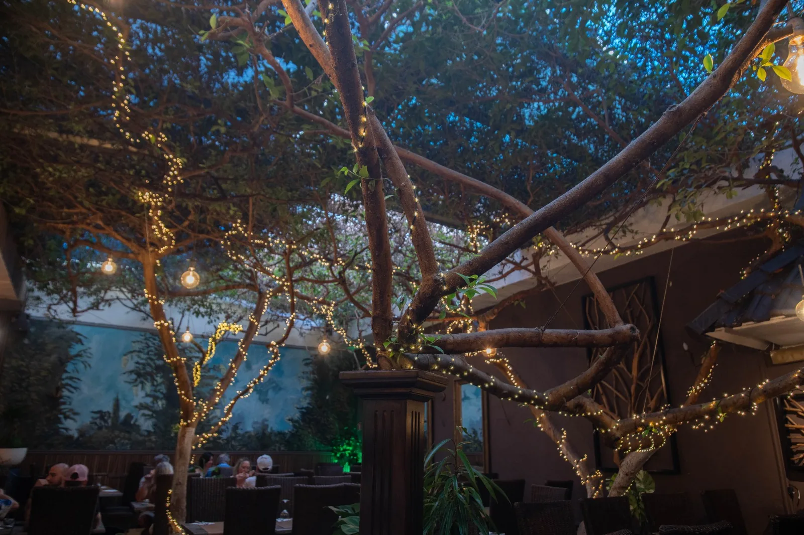 Branches des ficus tropicaux au-dessus des tables du restaurant