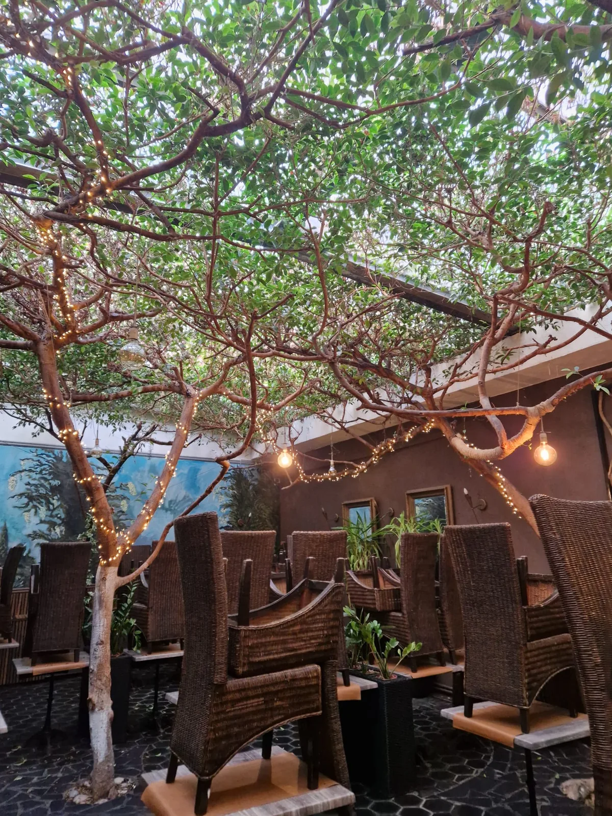 Ficus tropicaux au-dessus des tables, chaises en osier