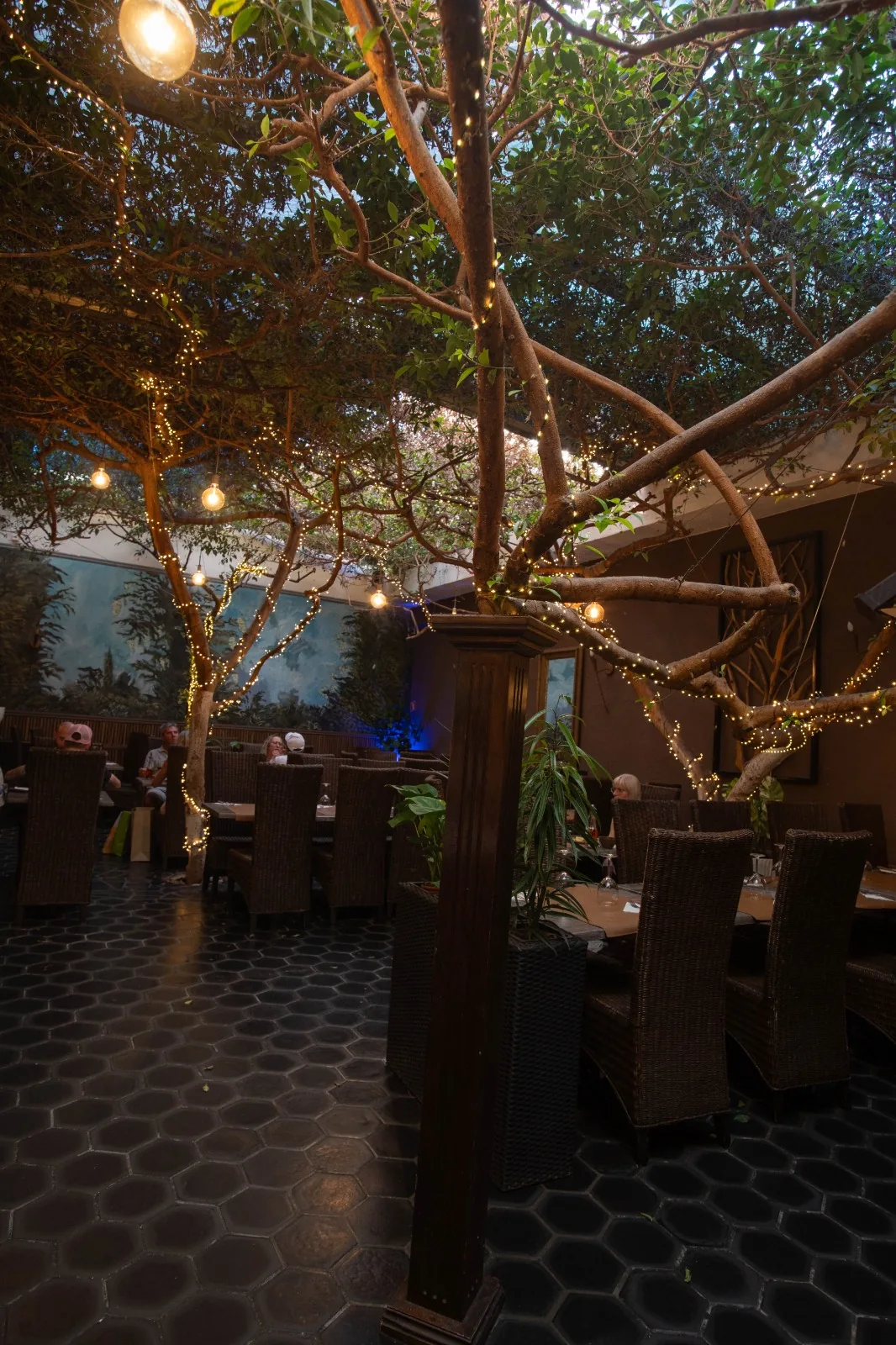 Ficus autour d'une colonne, tables en osier
