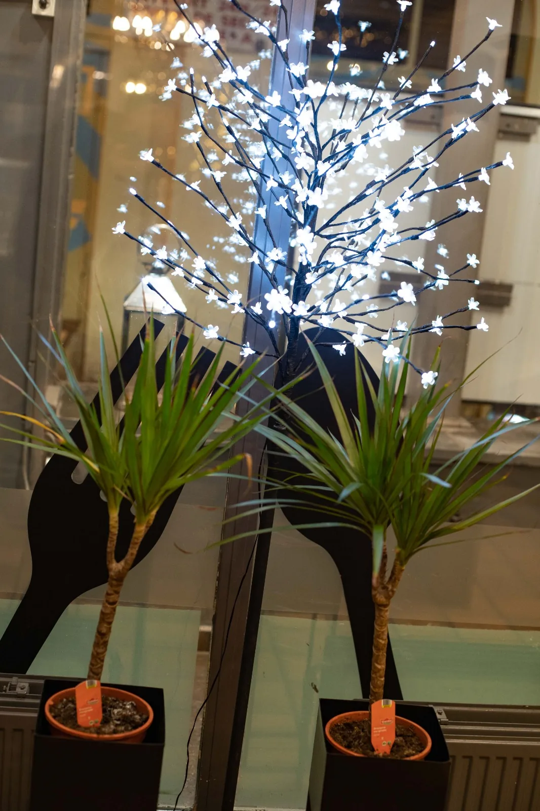 Vitrine avec arbre lumineux et plantes
